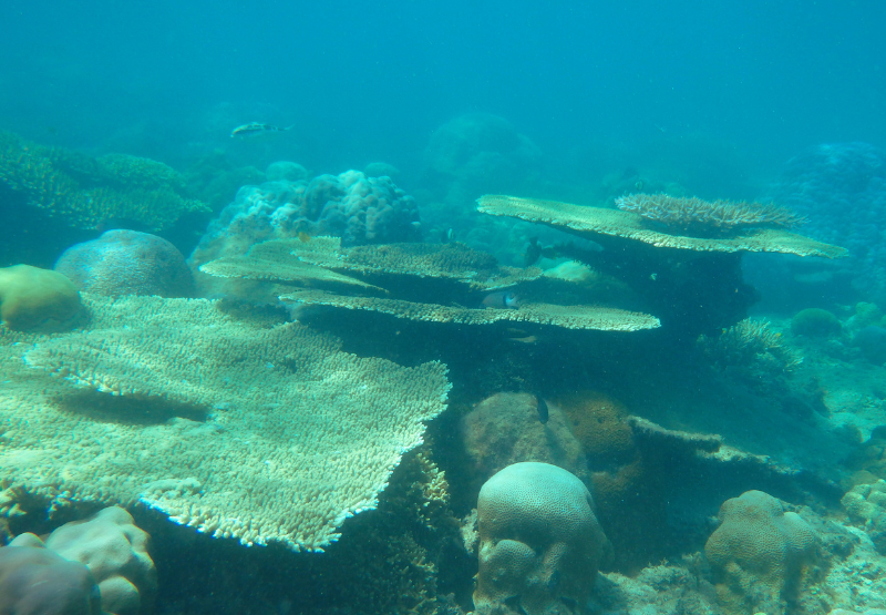 Blue Coral Gili Gede