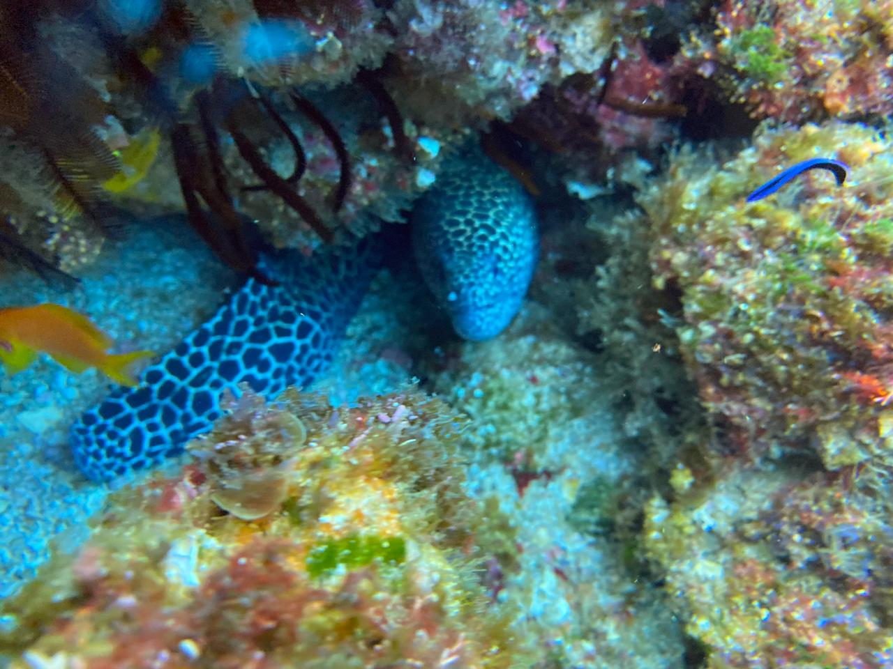 Aliwal Shoal photo 9