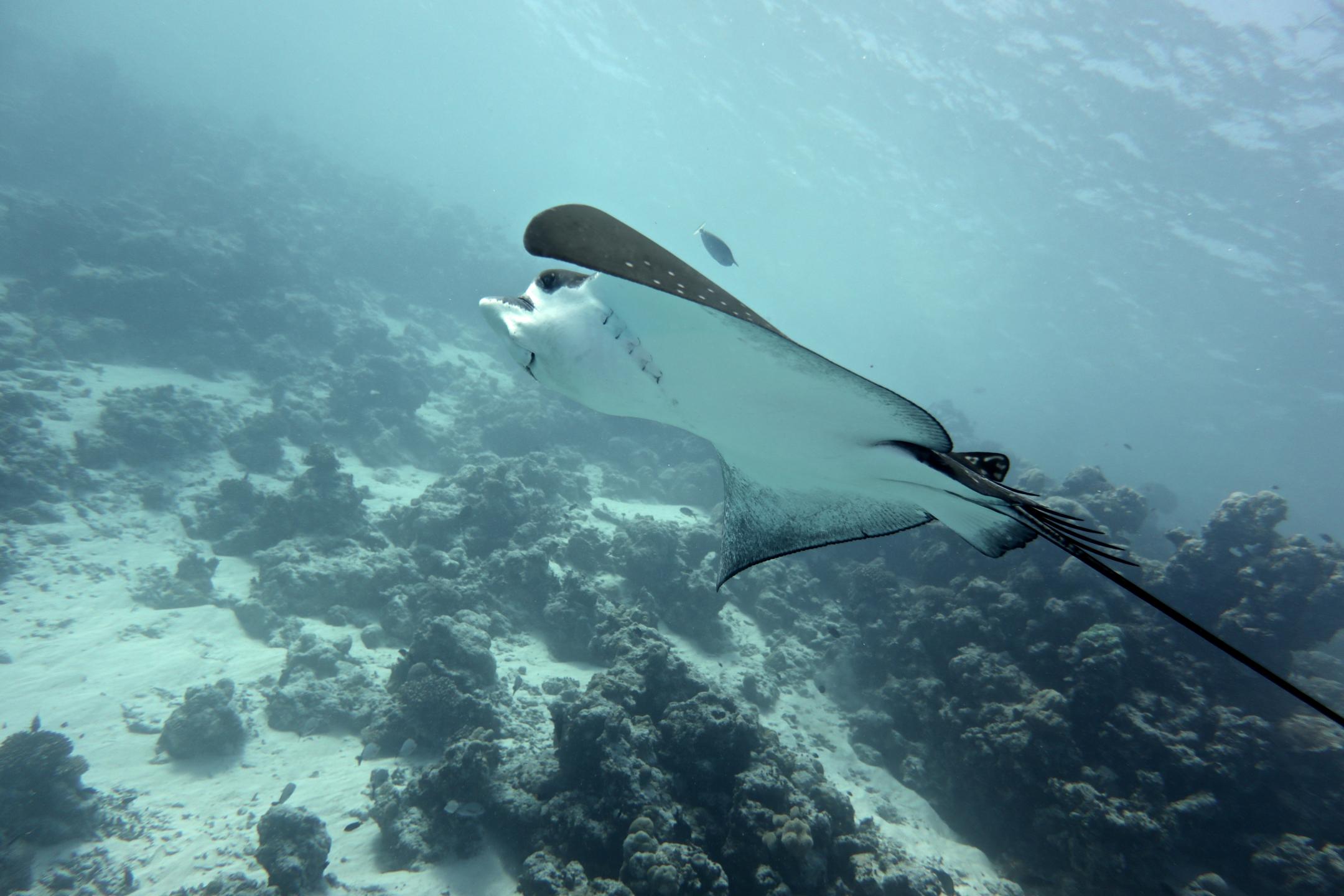 Alimatha House reef