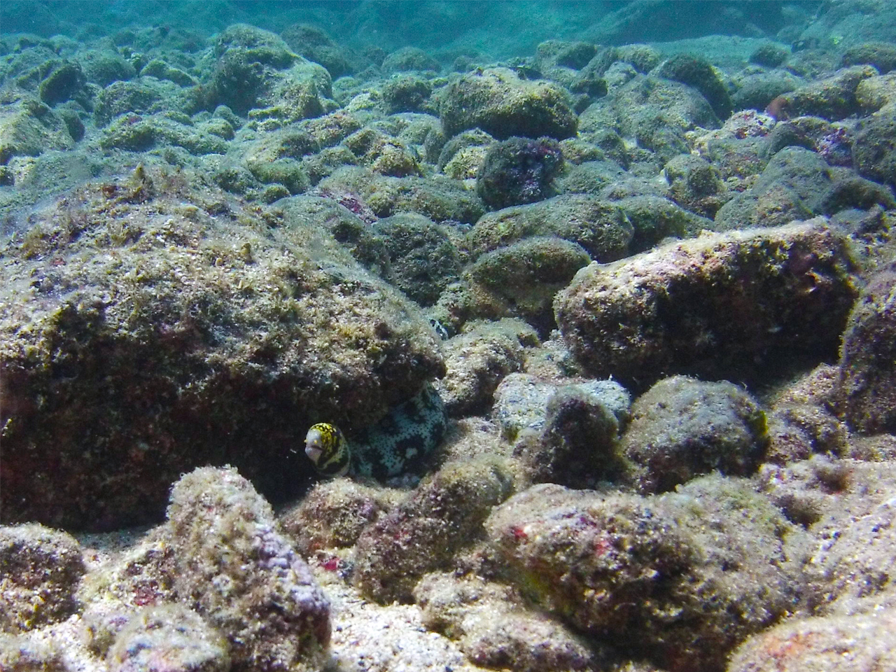 Leleiwi photo 5