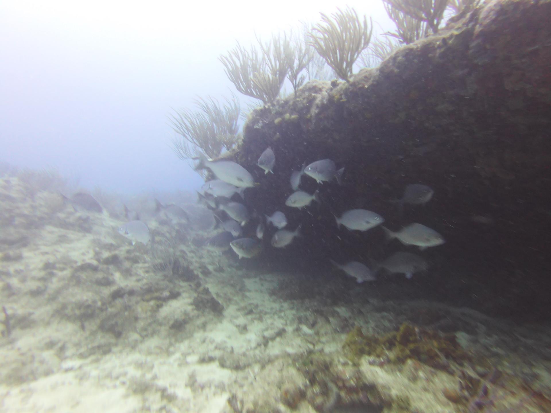 Fish Bowl photo 6