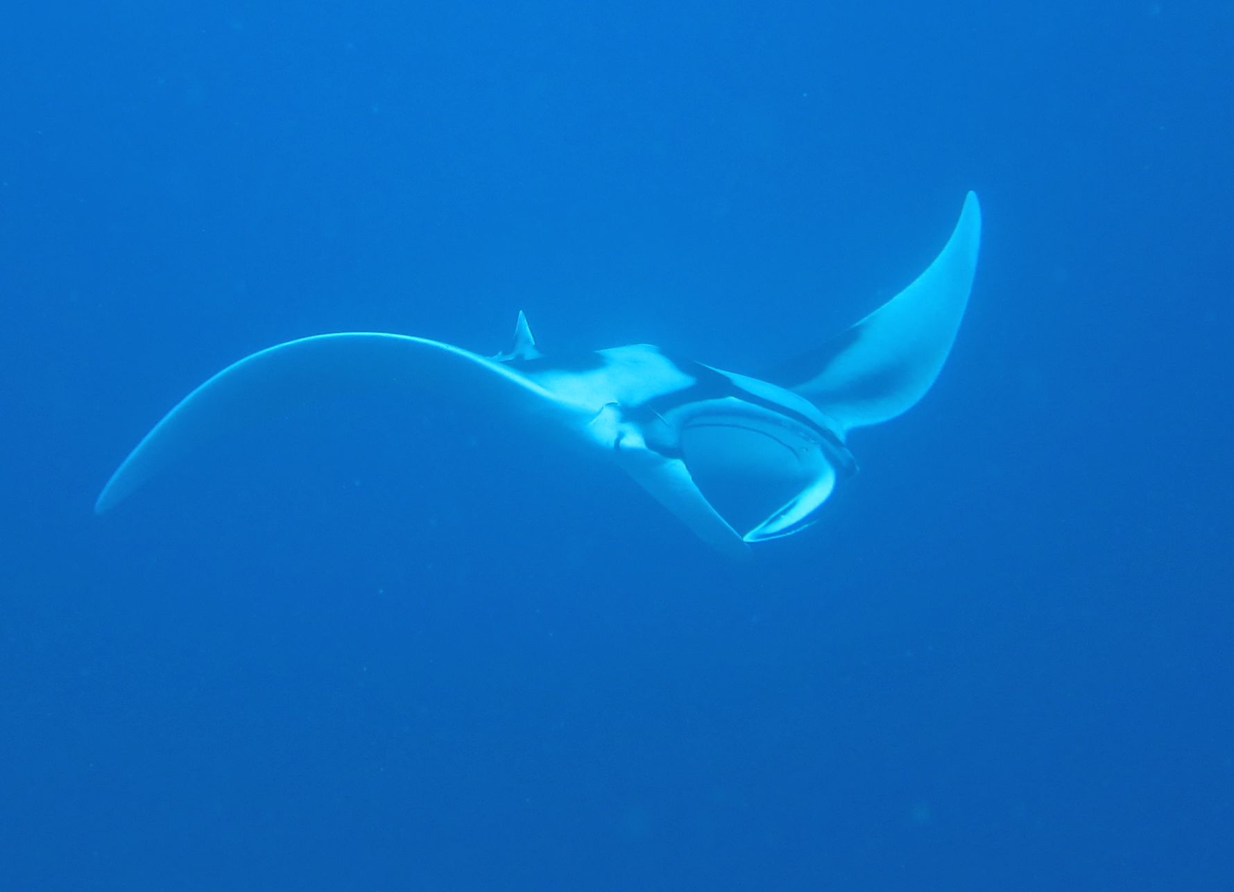 Camera Bay, Racha Noi
