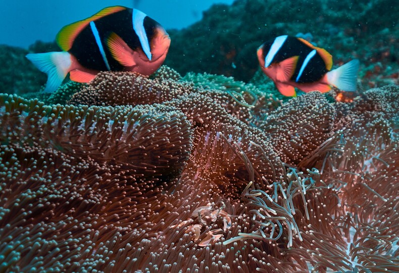 Clownfish, Tofo