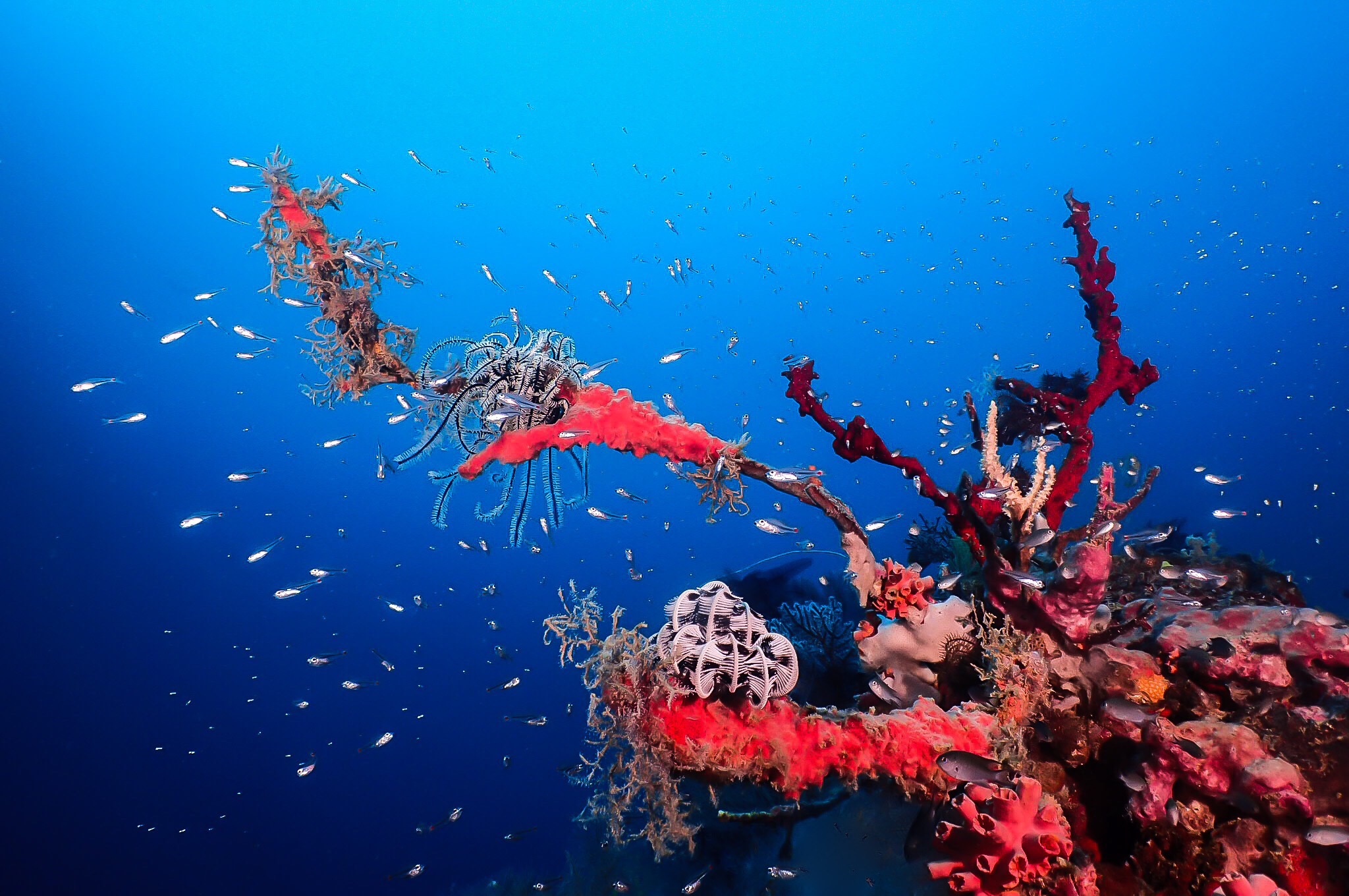 Popolcan West (Under Water Forrest) photo 6
