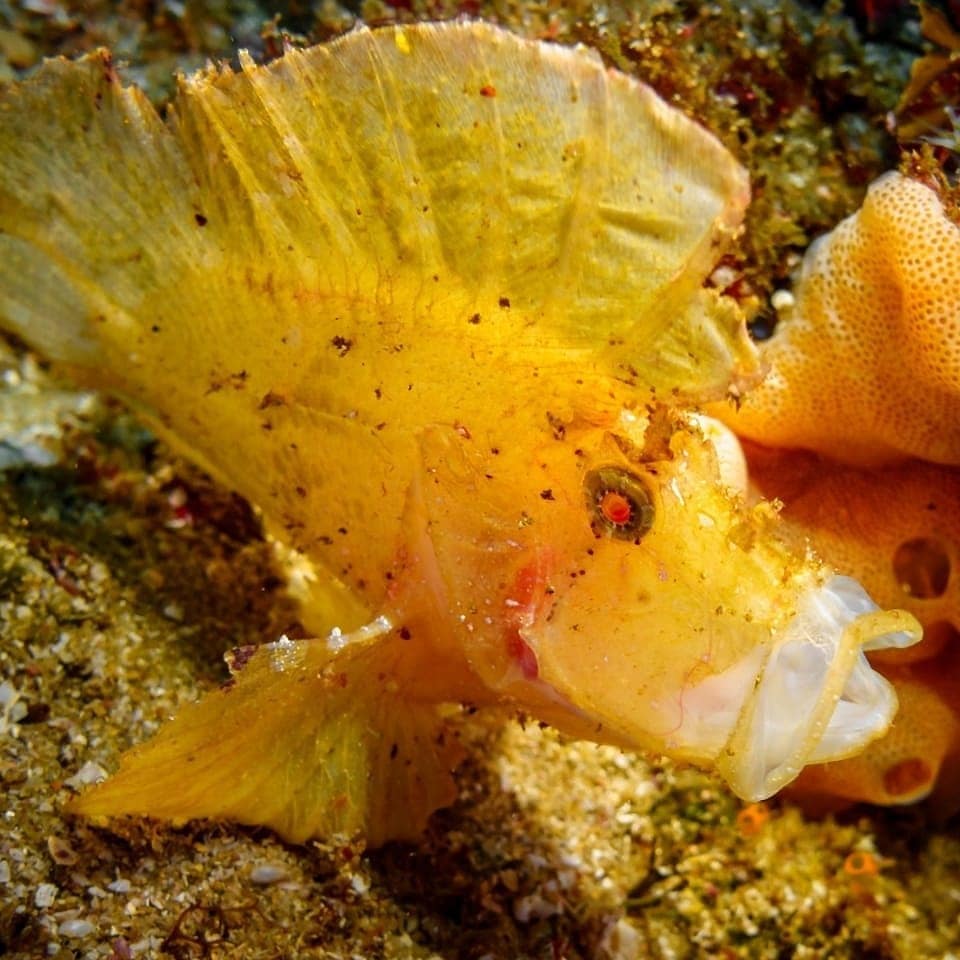 Aliwal Shoal photo 4