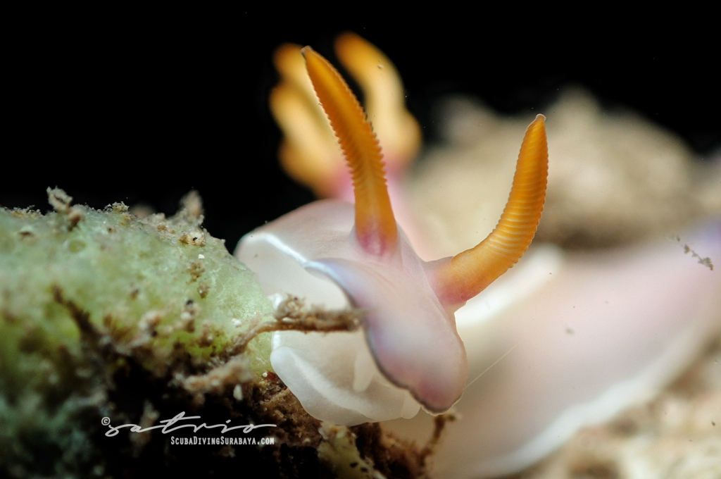 Pasir Putih Situbondo photo 2