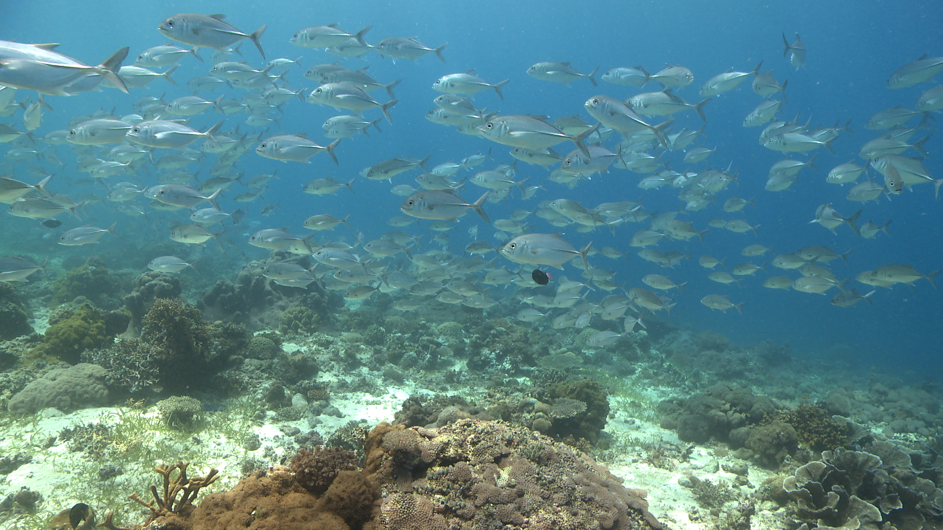 Nalusuan Island Marine Sanctuary