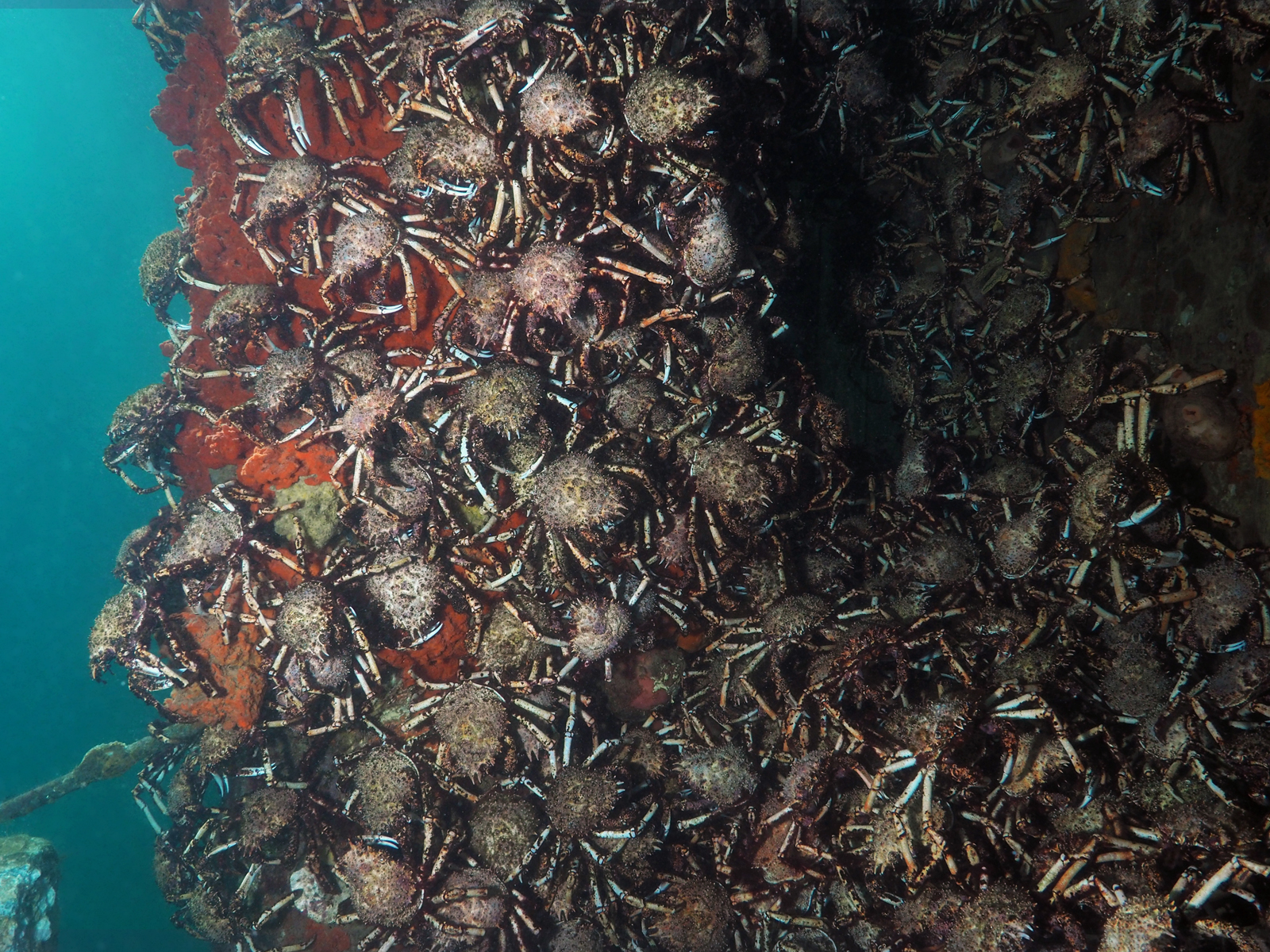 Blairgowrie Pier photo 2