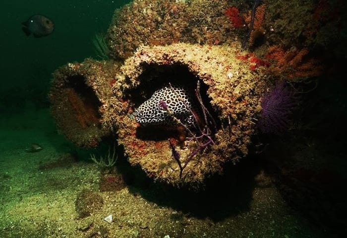 Snoopy Deep Reef photo 4
