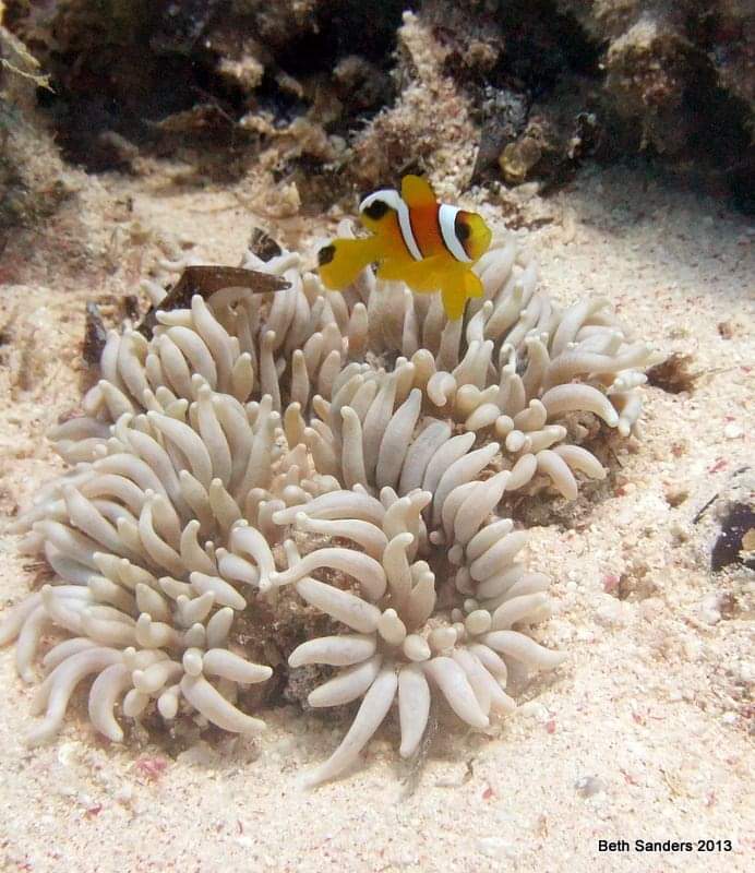 Anthias Divers House Reef