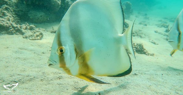 Makadi house reef