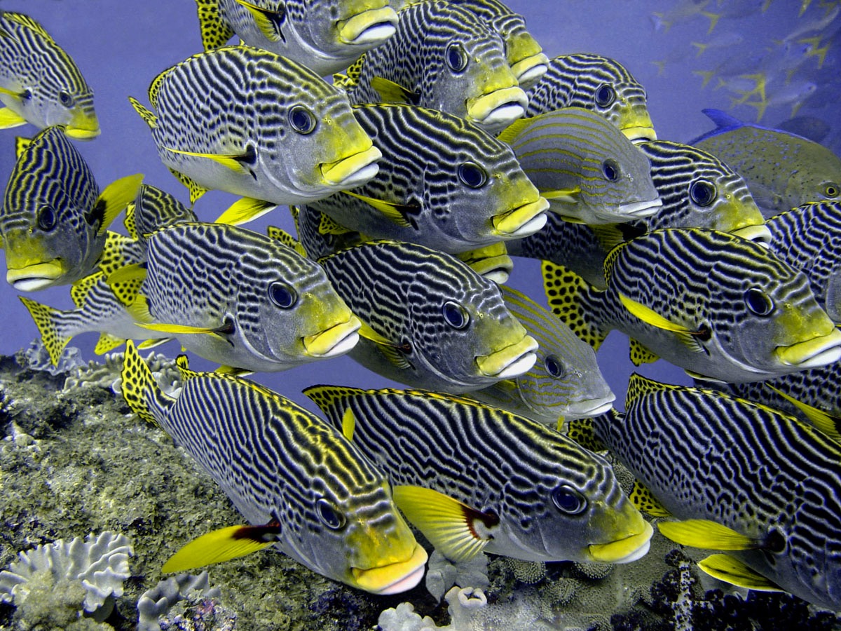 Siaba Besar photo 2