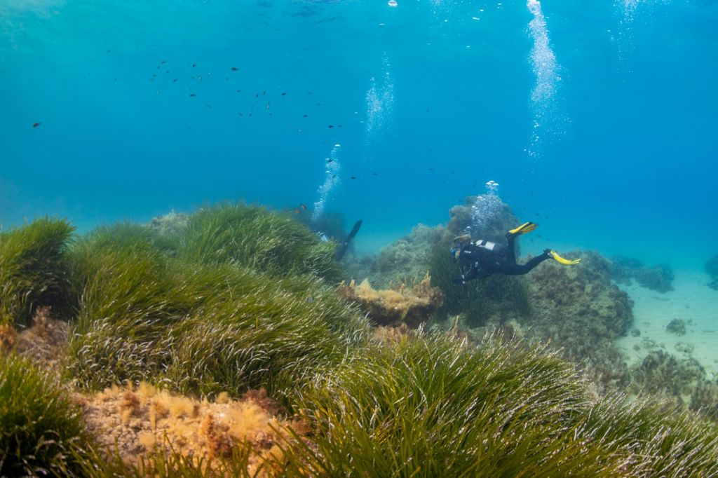 Aquamarine House Reef photo 8