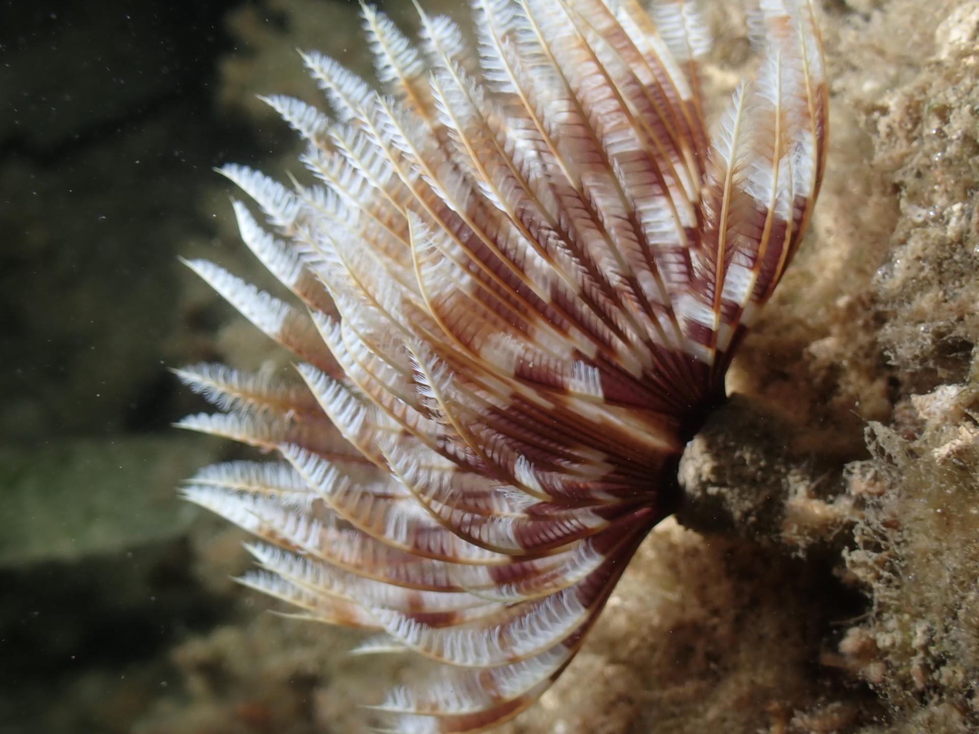 Melissa's Reef photo 4