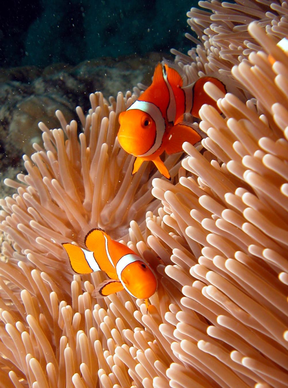 Flynn Reef photo 17