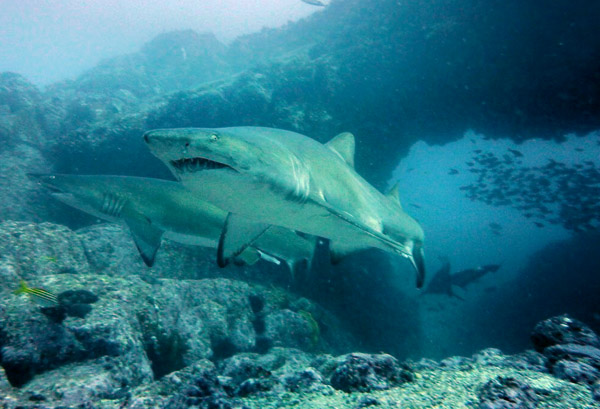 Manta Arch South Solitary Island photo 2