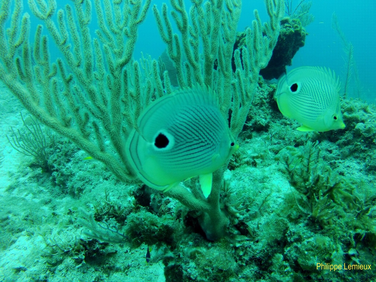 Stingray Reef