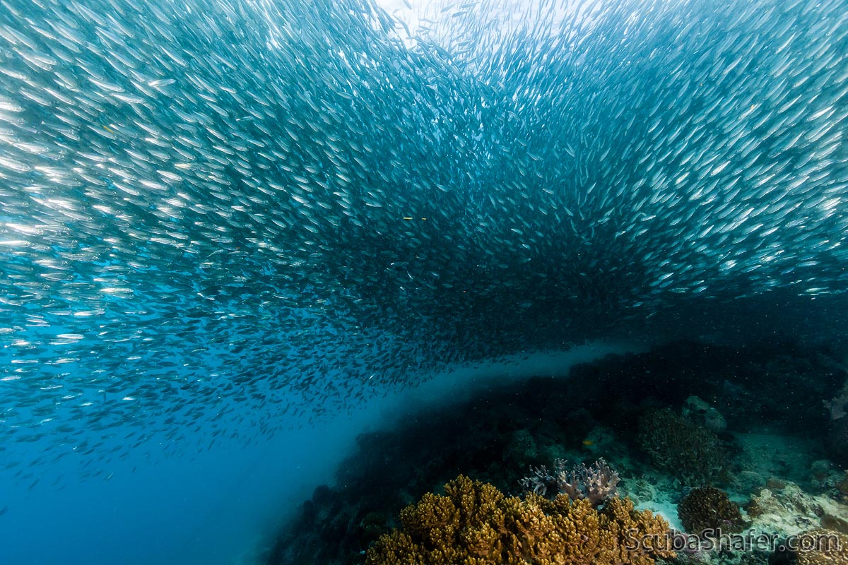 Sardine Ball photo 2