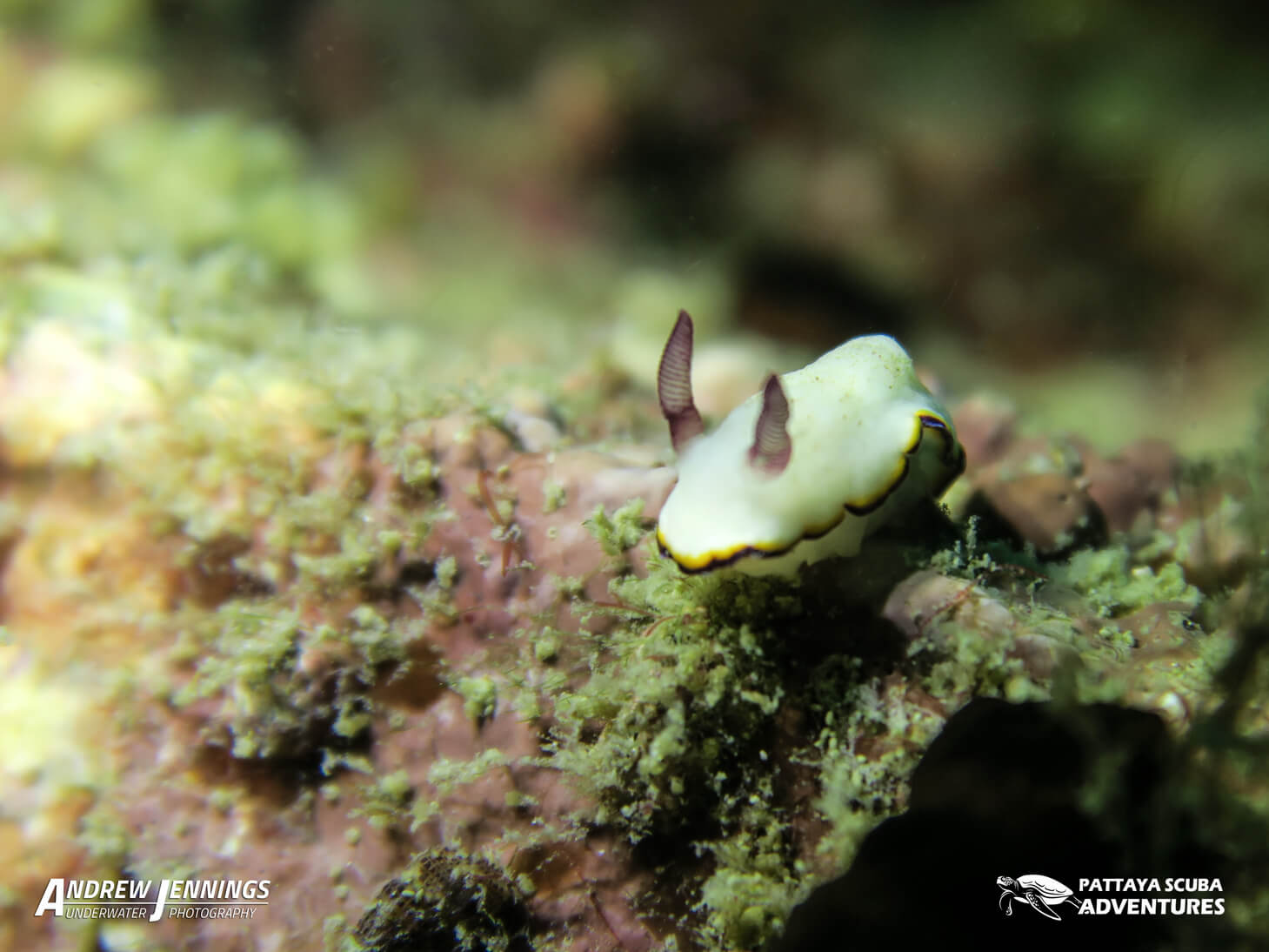 Koh Sak Deep Reef photo 4