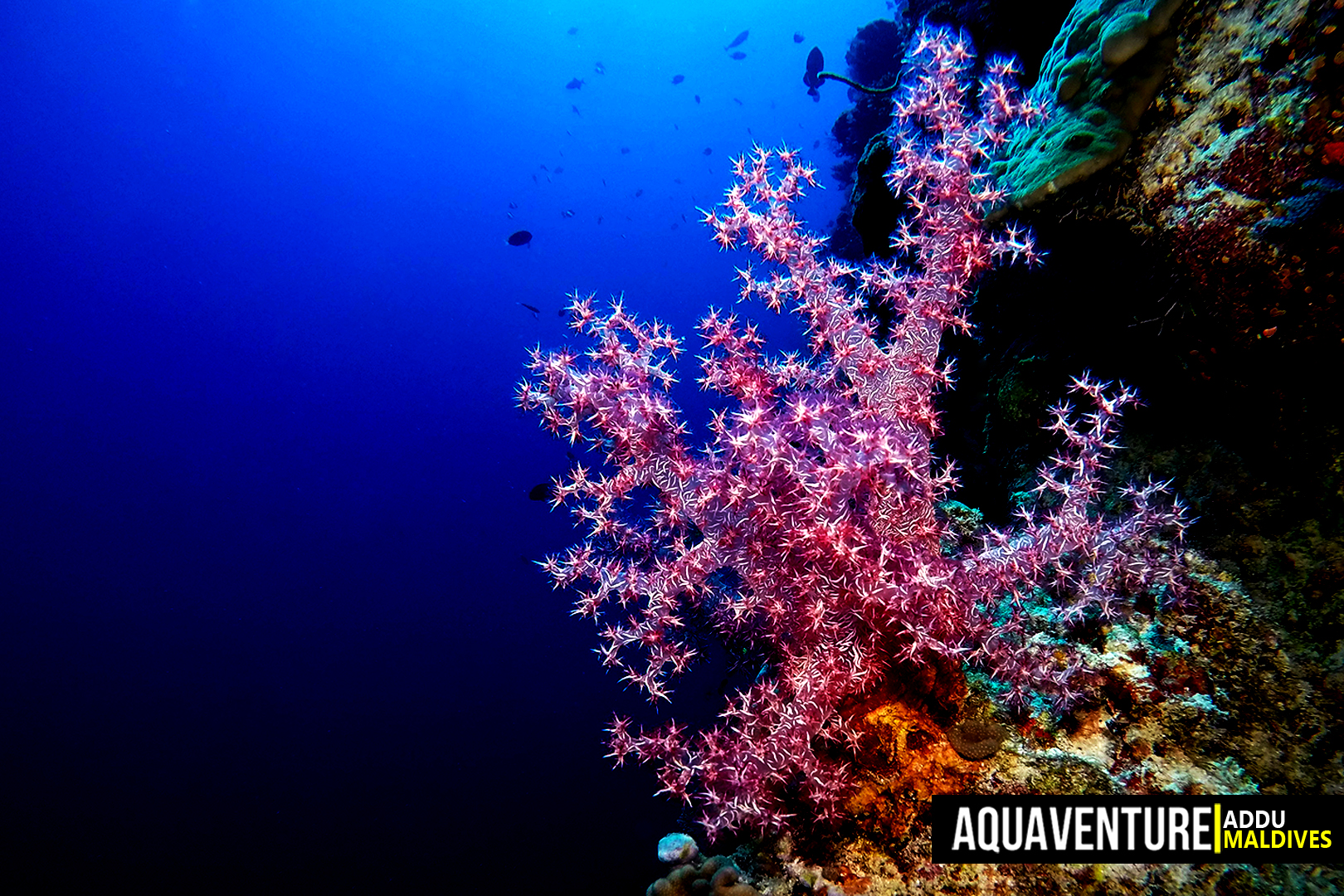 Bodu Hohola photo 3