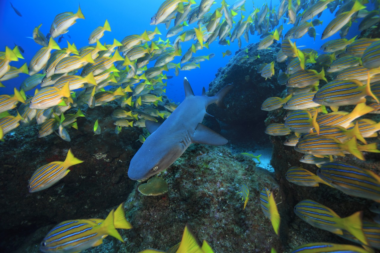 Sharks Cave