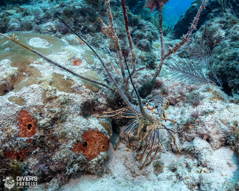 Rainbow Reef photo 2