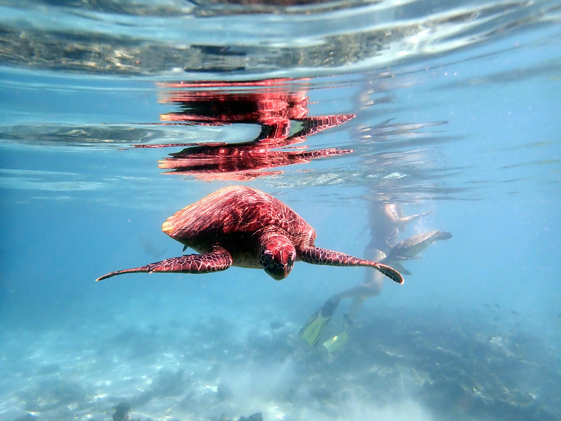 Turtle City photo 3
