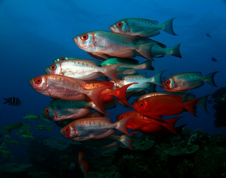 Chain Reef