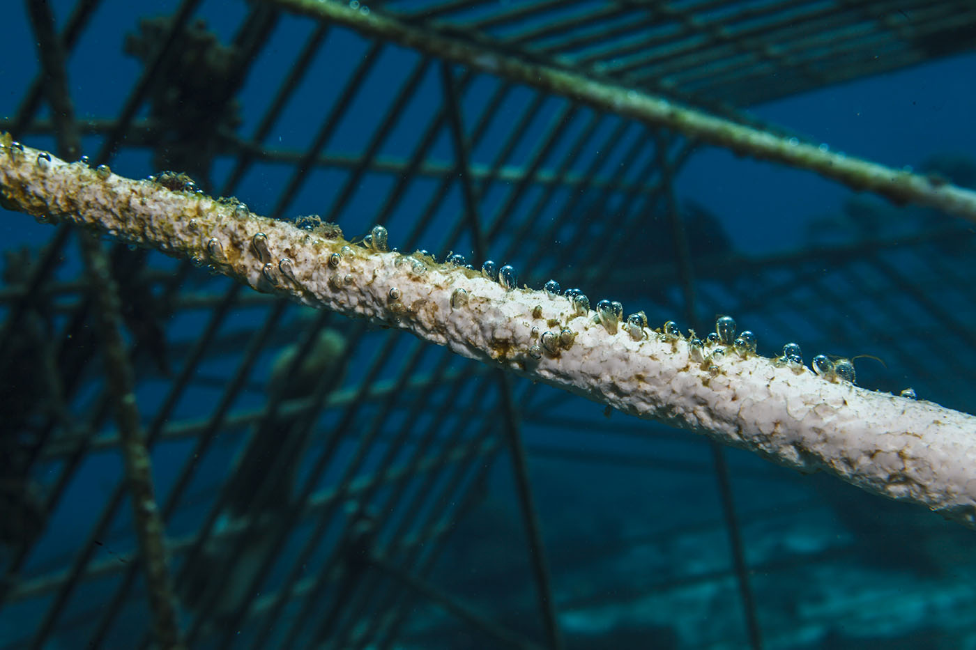 Sun Reef - Curacao Divers