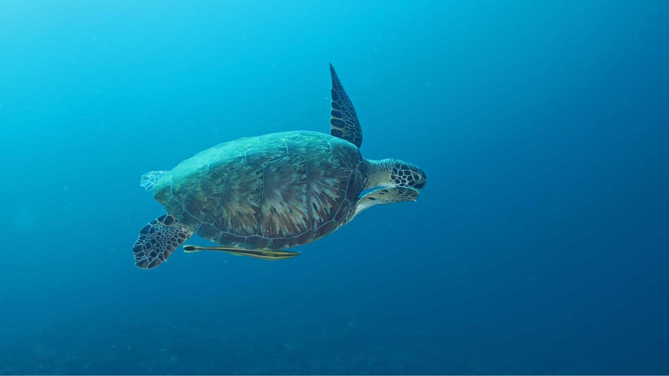 Turtle Rock