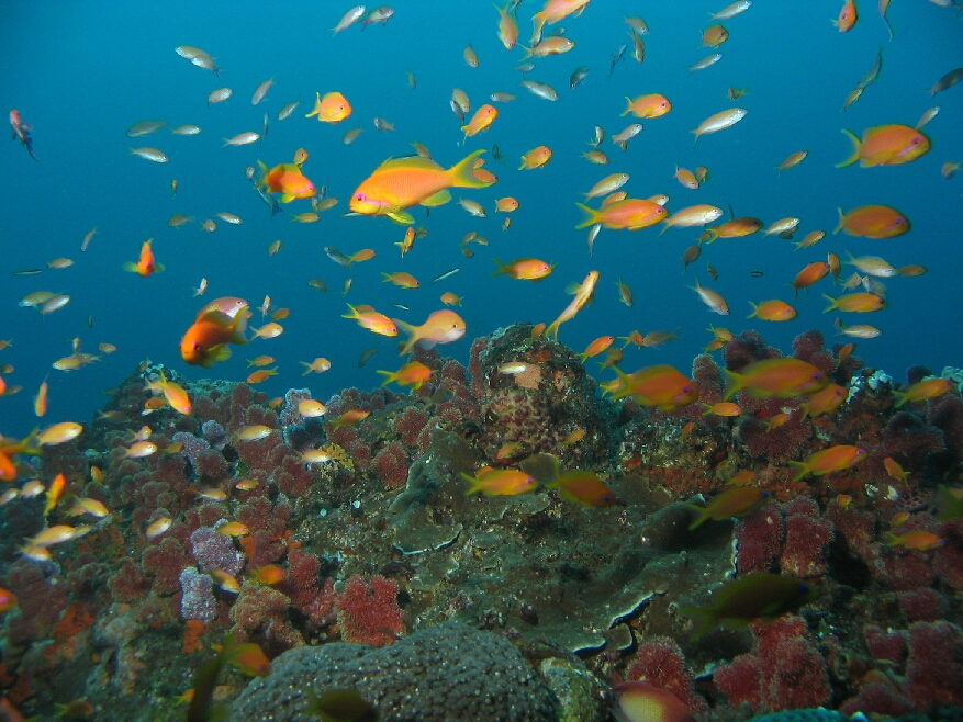 2 Mile reef
