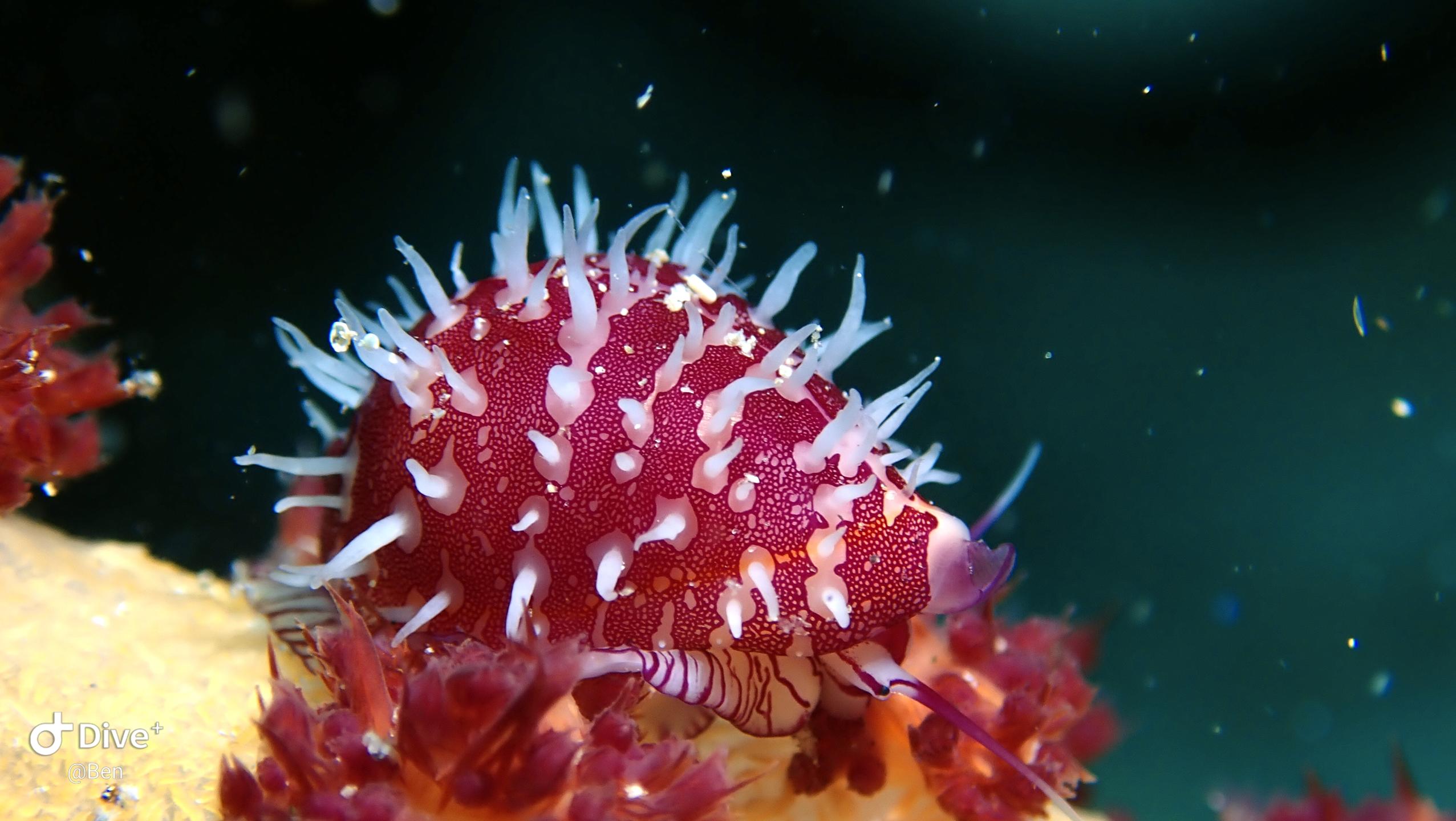 Sea Explorers Siquijor House Reef photo 21
