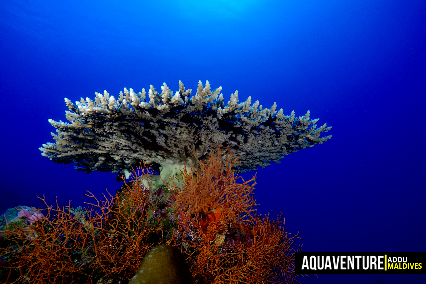Villingili Coral Garden