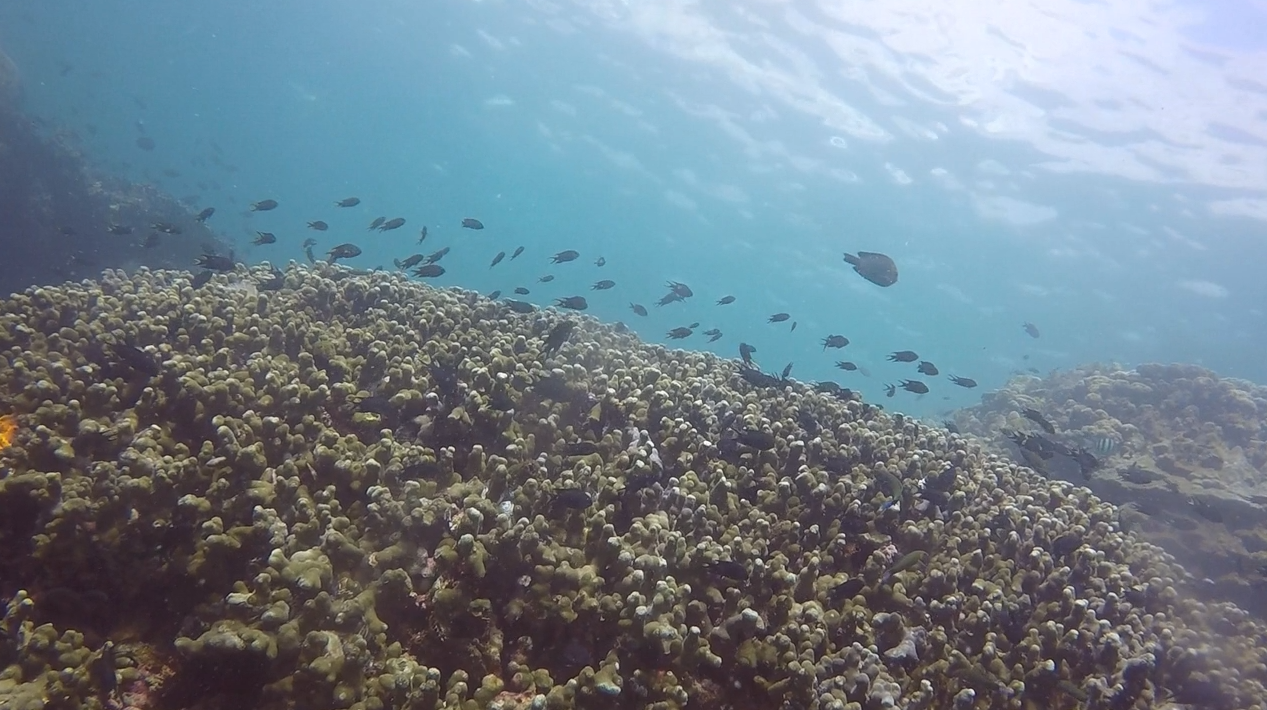 Coral Garden photo 6