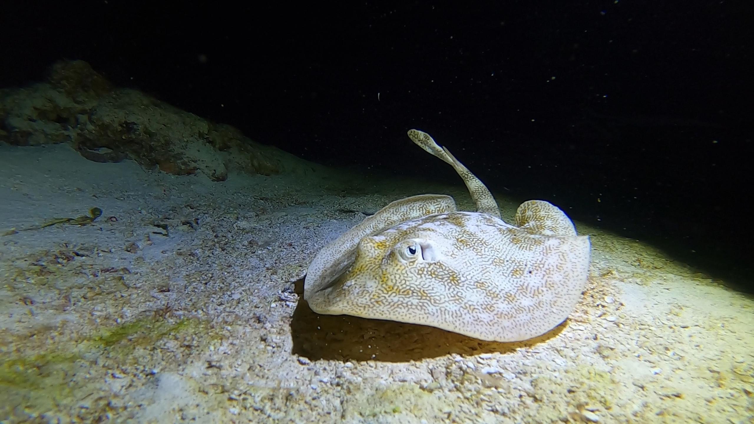 Paradise Reef