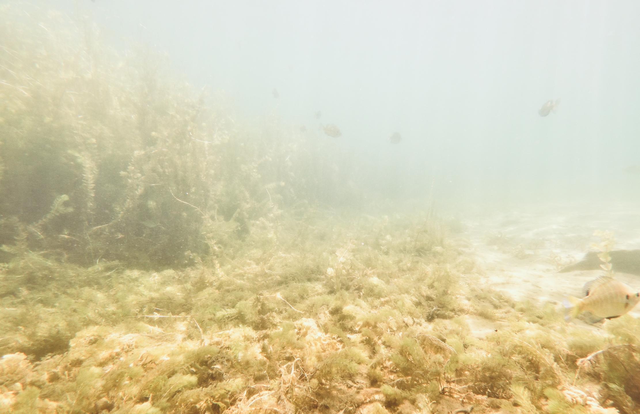 Bluegill Alley photo 9