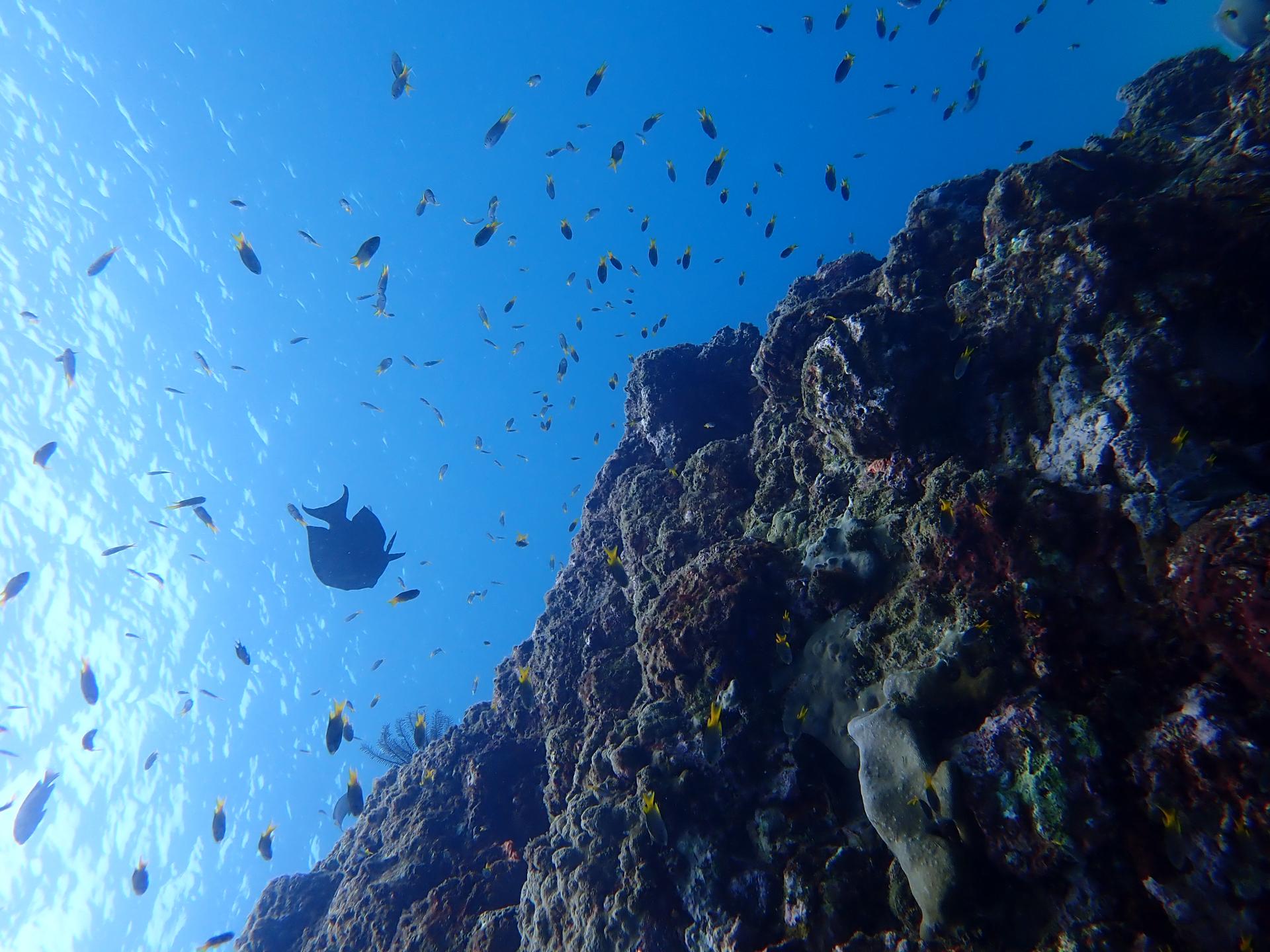 Hospital Reef photo 3