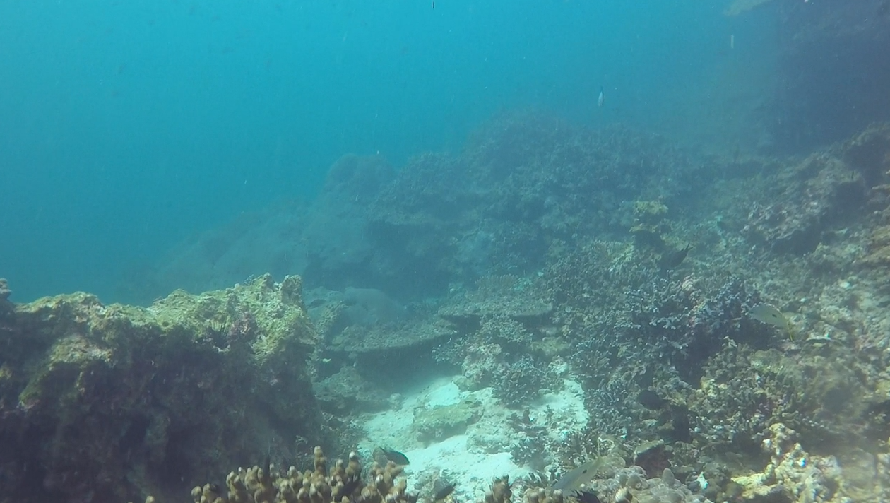 Coral Garden photo 7