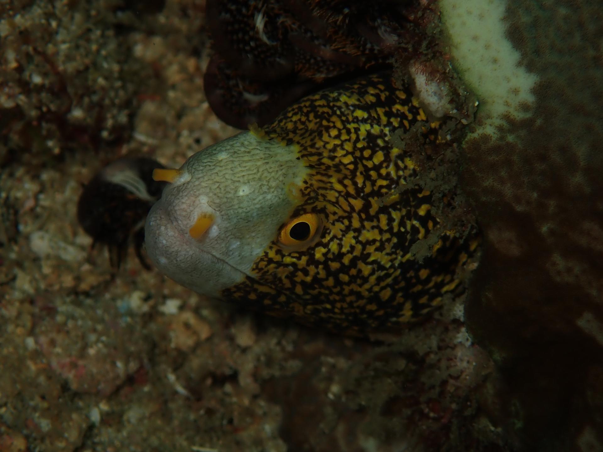 Batu Belandra