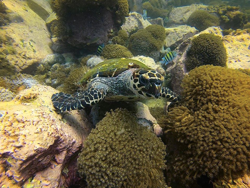 3 Rocks (Sharm rock) photo 3
