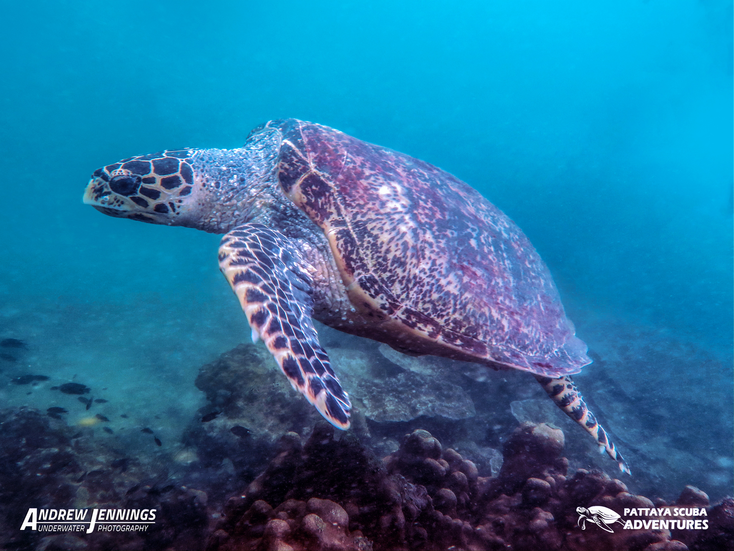 Submarine Reef Koh Sak photo 2
