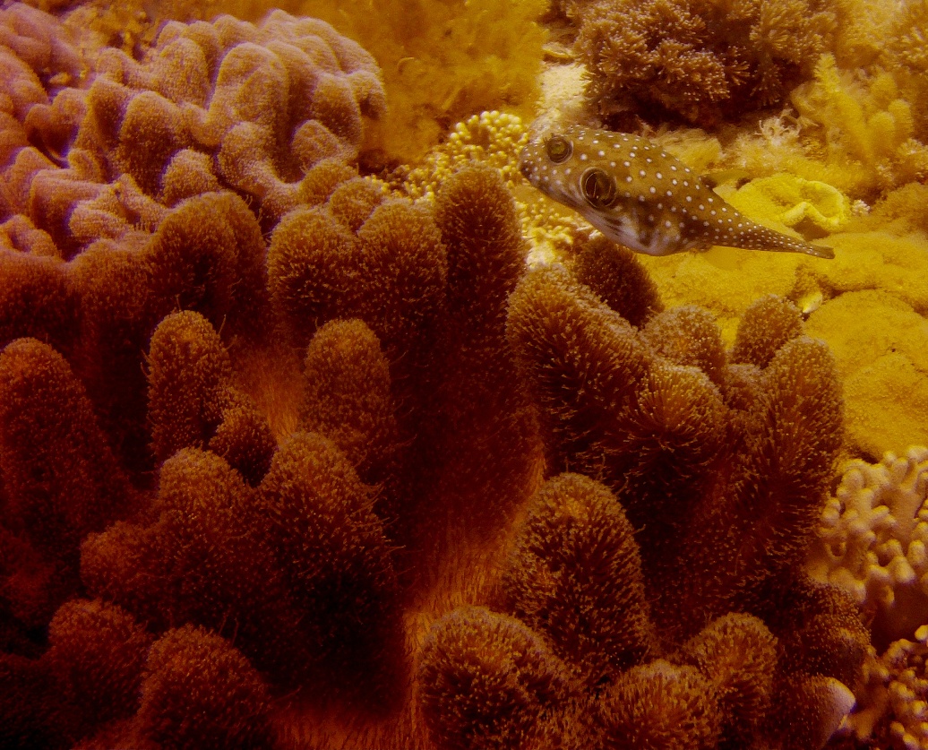 Lapus Lapus, Malapascua photo 4
