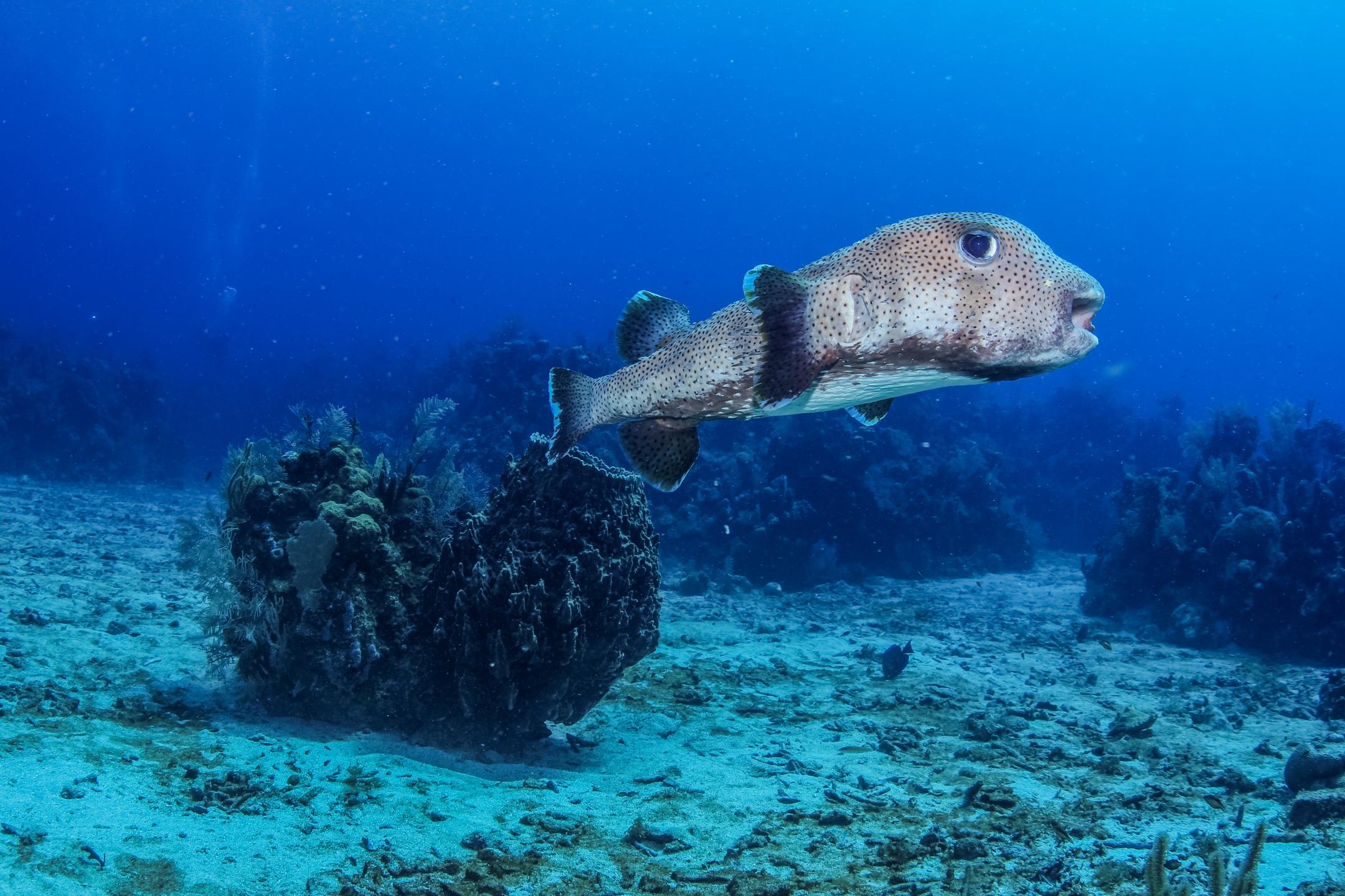 Canyon Reef photo 3