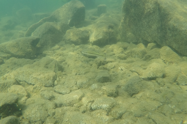 Folsom Lake