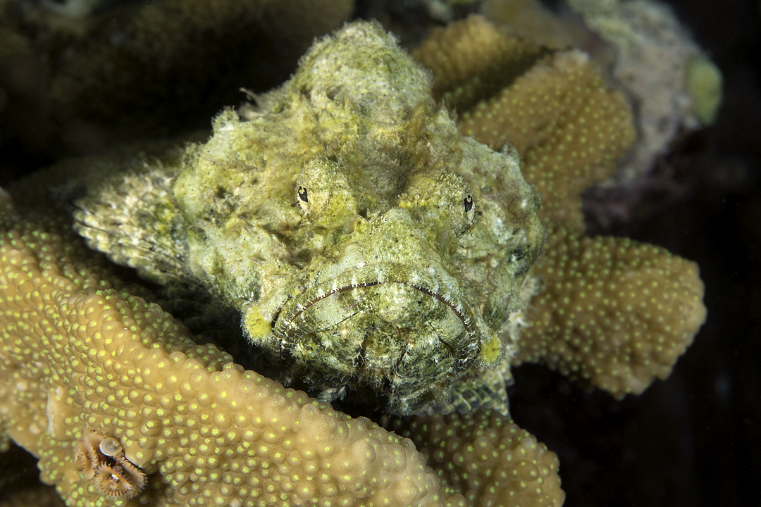 Sponge Heaven photo 2