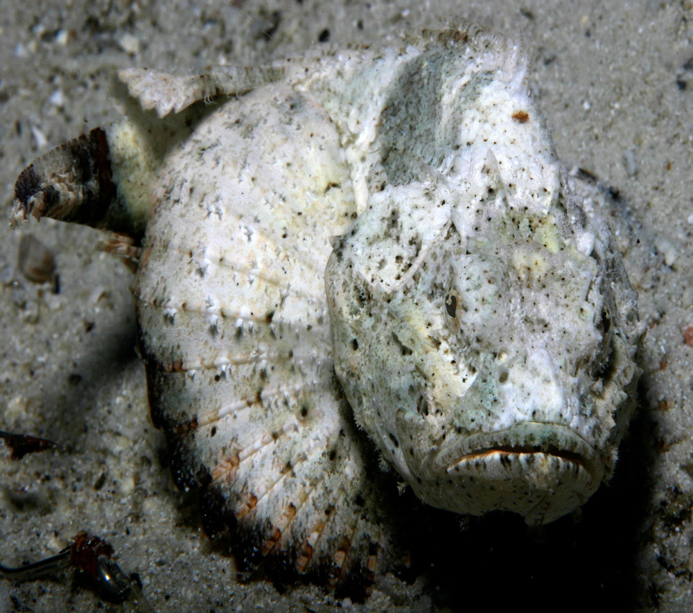 Bunder 1, Pulau Seribu, Jakarta photo 2