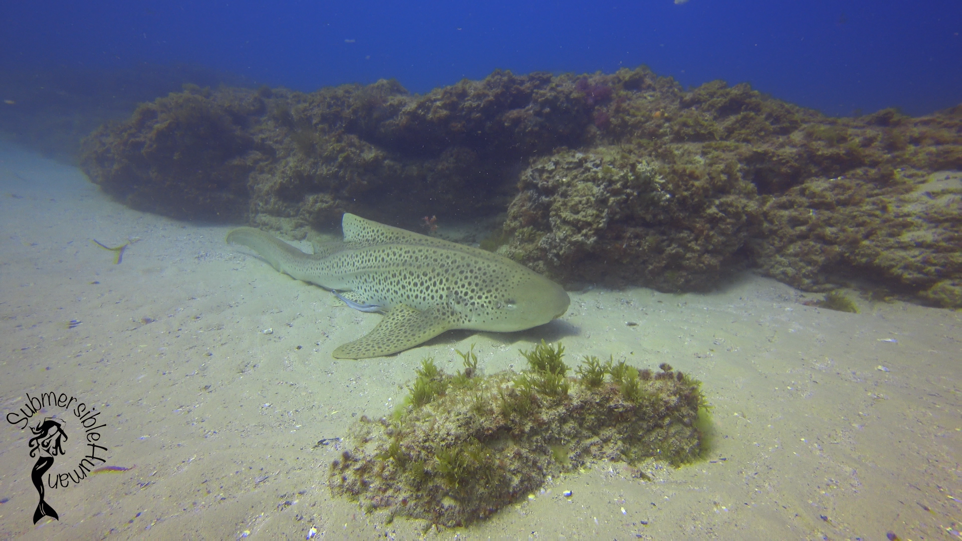 Eastern Reach - Manta Bommie photo 5