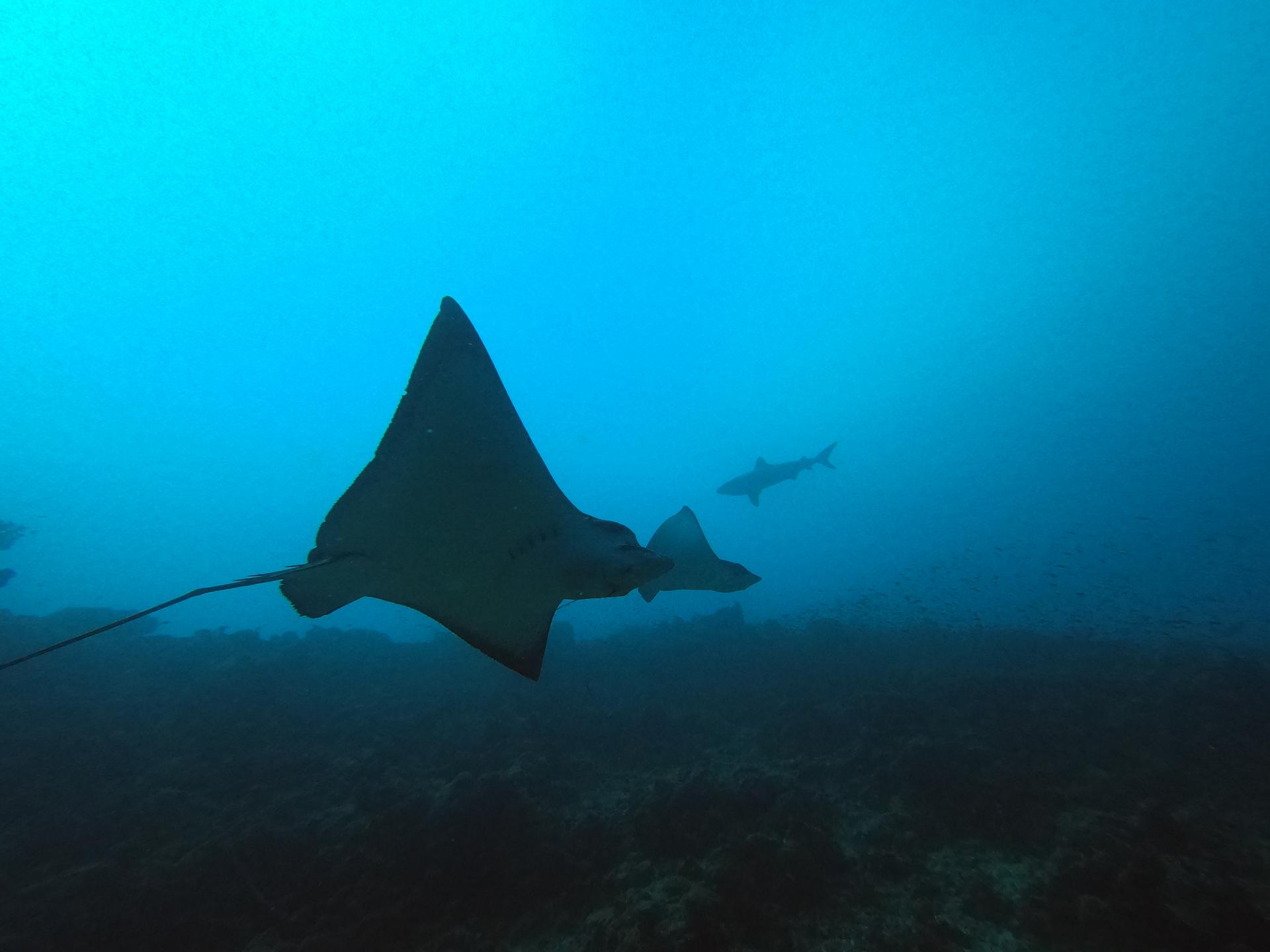 Guraidhoo Corner photo 3