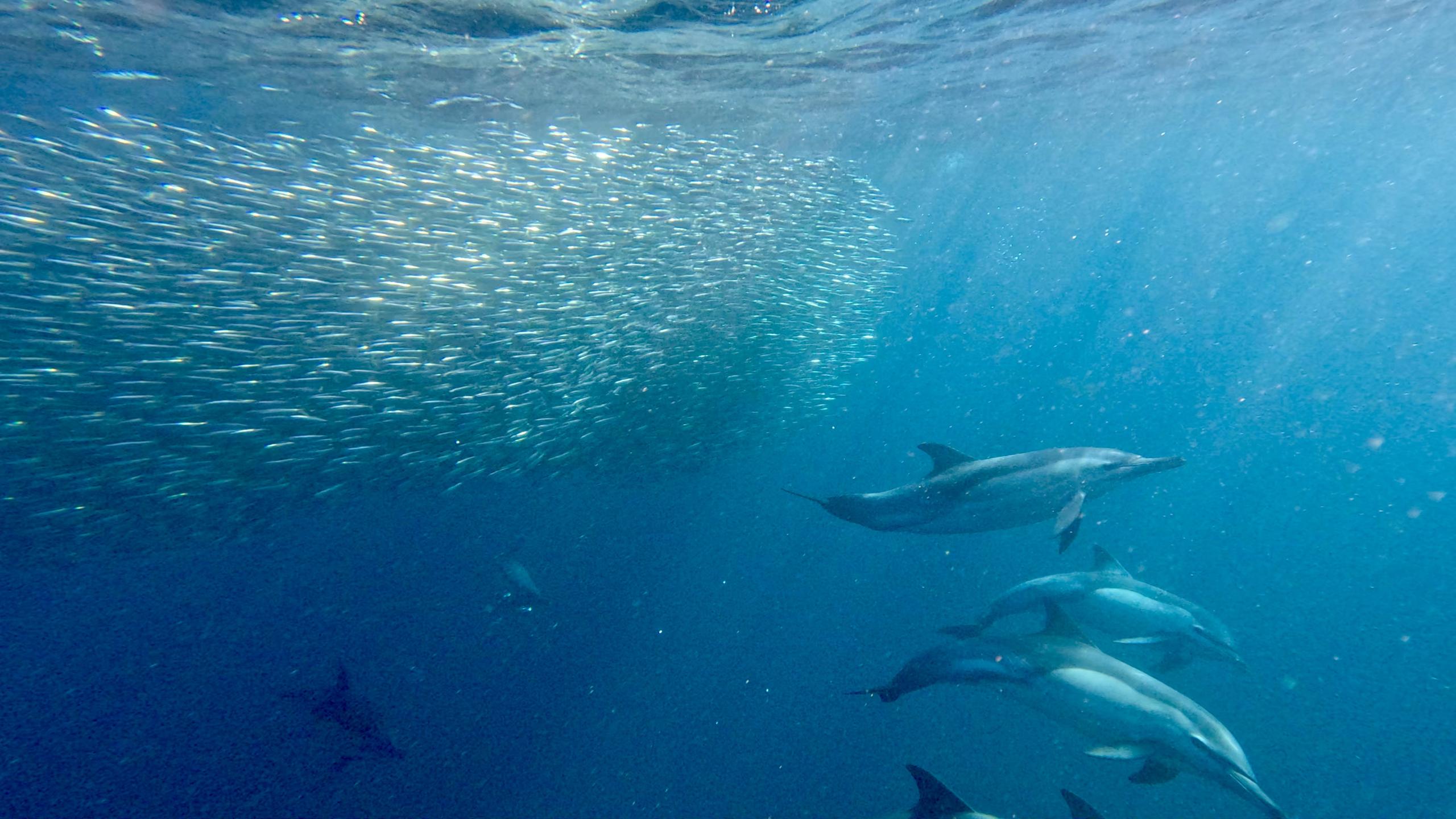 Sardine Run - Wild Coast South Africa photo 4