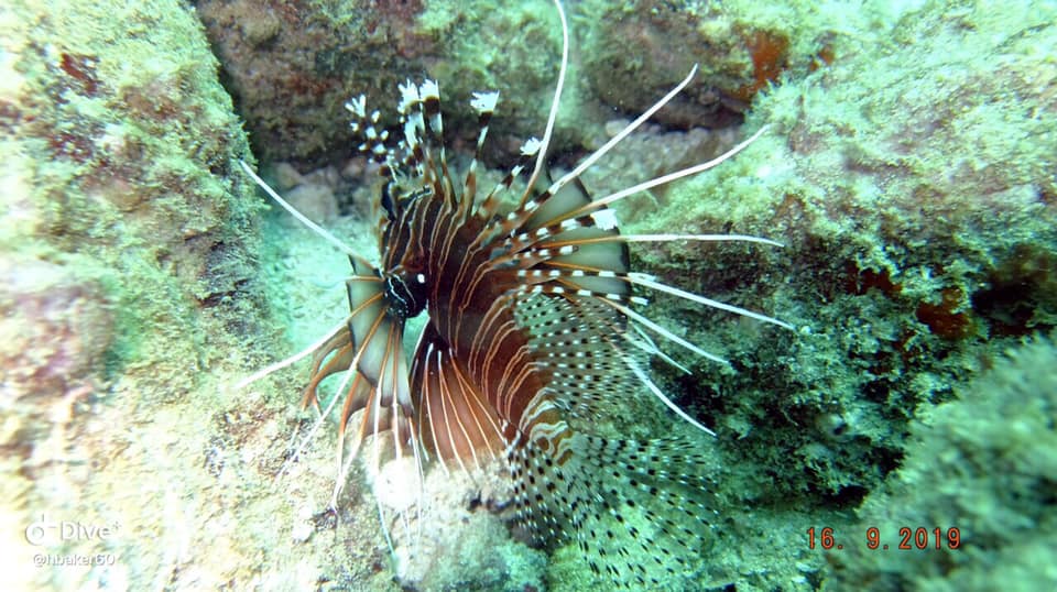 Dibba Island photo 2